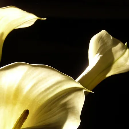 Eco Boutique & Capitulo Trece - Adults Only Maderuelo