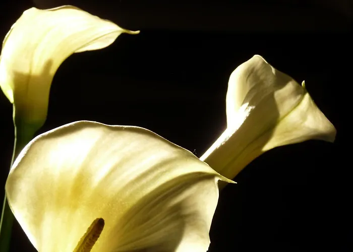 Eco Boutique & Capitulo Trece - Adults Only Мадеруэло