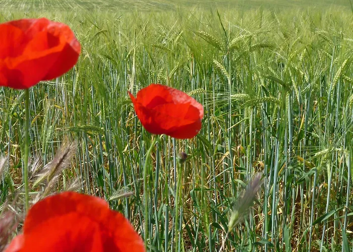 Отель Eco Boutique & Capitulo Trece - Adults Only 3*