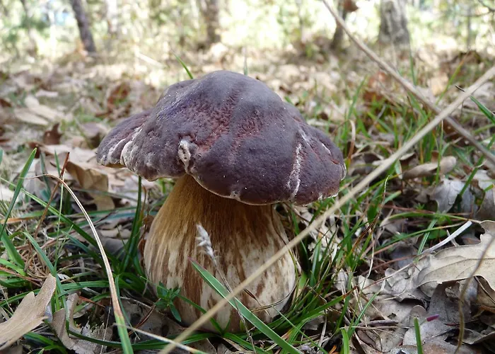 Отель Eco Boutique & Capitulo Trece - Adults Only Мадеруэло